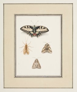 Kırlangıçkuyruklu Kelebek, Mayfly ve İki Güve, c.1755-65 (kağıt üzerine suluboya)
