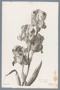 Dalmaçyalı iris Açık mavi iris / İris pallida (nesne üzerindeki başlık) Doğadan çizilen çiçekler (...) (dizi adı)
