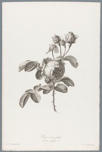 Honderdbladige roos Yüz Yaprak Gül / Rosa centifolia L. (nesne üzerindeki başlık) Doğadan çizilen çiçekler (...) (dizi başlığı)