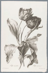lale Garden Tulip / Tulipa gesneriana L. (nesne üzerindeki başlık) Doğadan çizilen çiçekler (...) (dizi adı)