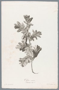 Zomerik Ortak meşe / Quercus robur L. (nesne üzerindeki başlık) Doğadan çizilen çiçekler (...) (dizi adı)