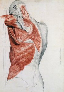 İnsan anatomisi; Gövde ve Omuz Kasları (kalem ve kağıt üzerinde kırmızı tebeşir)