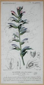 Acanthus Mollis, c.1820 (renkli gravür)