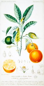 Citrus Aurantium veya Seville Orange, c.1820 (renkli gravür)