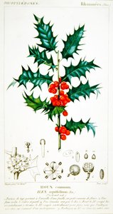 Holly (Ilex aquifolium) botanik levha, c.1820 (renkli taş)