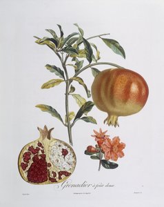 Henry Louis Duhamel du Monceau tarafından oyulmuş nar (Punica granatum) (renkli gravür)