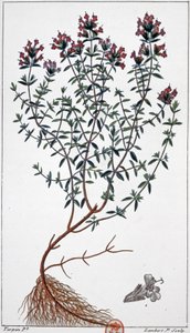 Kekik, 1850 dolayları (gravür)