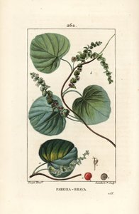 Abuta - Yabani asma veya abuta, Cissampelos pareira, çiçek, yaprak, dal ve meyve ile. Chaumeton, Poiret ve Chamberet