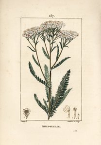Achillee civanperçemi - Civanperçemi, Achillea millefolium. Chaumeton, Poiret ve Chamberet