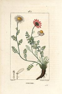 Afrika Pyrethrum - İspanya Pellitory, Anthemis pyrethrum (Anacyclus pyrethrum) çiçekler, yaprak, sap ve kökler ile. Chaumeton, Poiret ve Cham