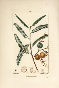 Amla (amala, amalaki), nepal veya Hint frenk üzümü, myrobolan emblique - Nepal veya Hint bektaşi üzümü, Phyllanthus emblica, yaprak, meyve ve tohum. Pierre Jean-Francois Turpin