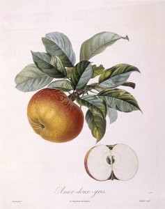 Elma "Doux Amer Gris" Henry Louis Duhamel du Monceau, Pierre Jean Francois Turpin tarafından botanik plaka by Pierre Jean Francois Turpin