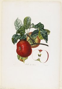 Belle de Havre (elma), Traite des Arbres Fruitiers'den, 1807-35 (el renkli noktalı gravür) by Pierre Jean Francois Turpin