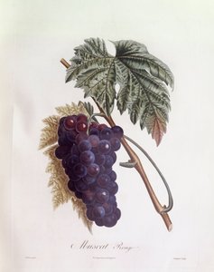 Siyah misket üzümleri Henry Louis Duhamel du Monceau, Pierre Jean Francois Turpin tarafından botanik plaka by Pierre Jean Francois Turpin
