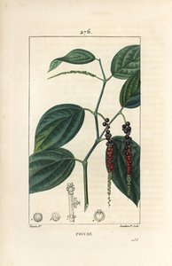 Karabiber - Karabiber, Piper nigrum, yaprak, sap ve olgun ve olgunlaşmamış karabiber ile. Chaumeton, Poiret ve Chamberet
