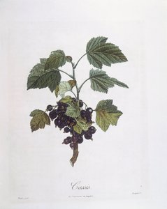 Frenk üzümü (Ribes nigrum) veya frenk üzümü Noir de Bourgogne Henry Louis Duhamel du Monceau, Pierre Jean Francois Turpin tarafından botanik plaka by Pierre Jean Francois Turpin