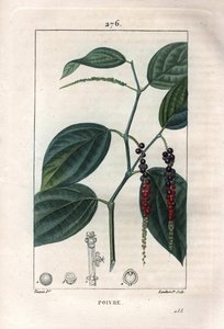 Botanik: karabiber - Yapraklı ve karabiberli karabiber, Piper nigrum. Chaumeton