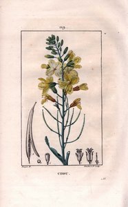 Botanik: lahana çiçeği - Lahana çiçeği, Brassica oleracea. Chaumeton