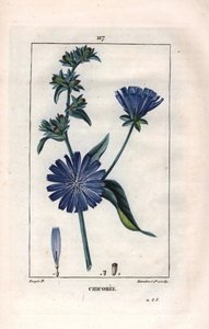 Botanik: çiçekli chicoree - Hindiba bitkisi ve çiçeği, Cichorium intybus. Chaumeton