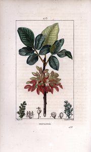Botanik: “” Antep fıstığı, dal ve meyve (fıstık ağacı, Pistacia vera, dallı, yapraklar, olgun meyveler. by Pierre Jean Francois Turpin