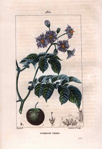 Botanik: patates - Patates bitkisi, çiçekler ve meyveler, Solanum tuberosum. Chaumeton