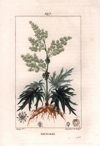 Botanik: ravent - Ravent bitkisi, yaprakları ve kökleri, Rheum rhabarbarum. Chaumeton