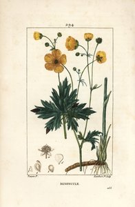 Buttercup - Çiçek, yaprak, sap ve kök ile dik kaz ayağı, Ranunculus acris. Chaumeton, Poiret ve Chamberet