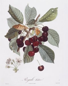 Kiraz ağacı (Prunus avium), Henry Louis Duhamel du Monceau, Pierre Jean Francois Turpin tarafından botanik plaka by Pierre Jean Francois Turpin