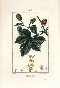 Tırmanma şerbetçiotu - Şerbetçiotu, Humulus lupulus. Chaumeton, Poiret ve Chamberet
