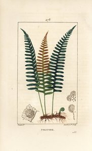 Ortak Polypod - Polypody eğrelti otu, Polypodium vulgare, yaprak, tohum ve kök ile. Chaumeton, Poiret ve Chamberet