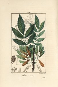 Ortak dişbudak veya kül onbiri - Dişbudak ağacı, Fraxinus excelsior, ana hatlarıyla dal, yapraklar, tohumlar ve yaprak gösterir. Chaumeton