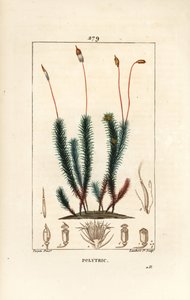 Ortak polytrichum (köpük) - Ortak saç kapağı yosunu, Ortak polytrichum. Chaumeton, Poiret ve Chamberet