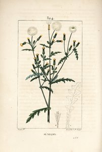 Ortak senecon - Ortak zemin, Senecio vulgaris, çiçek, yaprak, tohum, sap ve yaprak anahatlı. Chaumeton, Poiret ve Chamberet