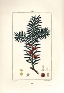 Ortak porsuk veya porsuk meyveleri - Porsuk ağacı, Taxus baccata. Chaumeton, Poiret ve Chamberet