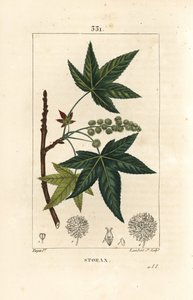 Copalm of America veya Liquidambar - Storax veya sıvı kehribar, Liquidambar styraciflua. Chaumeton, Poiret ve Chamberet
