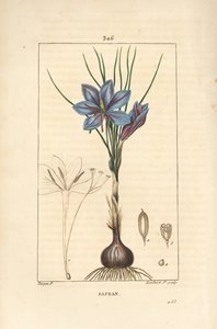 Çiğdem - Safran çiğdem, Çiğdem sativus, çiçek, yaprak, gövde, soğan ve stigma gösteren. Chaumeton, Poiret ve Chamberet'nin "" La Flore Medicale" adlı eserinden Pierre Jean-Francois Turpin'in çiziminden Lambert Junior tarafından elle  by Pierre Jean Francois Turpin