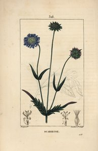 Tarla knautie veya tarla scabieuse - Tarla uyuz, Knautia arvensis, çiçek, yaprak, sap, tohum ve yaprak anahatlı. Chaumeton, Poiret ve Cham
