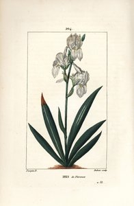 Florentine Iris, Florence Iris - Florentine iris, Iris florentina, çiçek ve yaprak. Chaumeton, Poiret ve Chamberet