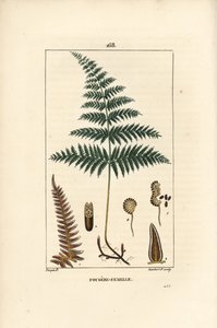 Fougere Aigle ou Grande Fougere - Dişi eğrelti otu veya eğrelti otu, Pteridium aquilinum. Chaumeton