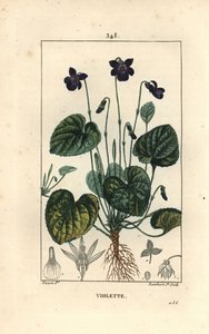 Kokulu Menekşe - Tatlı menekşe, Viola odorata, çiçek, yaprak, gövde ve köklerle. Chaumeton, Poiret ve Chamberet