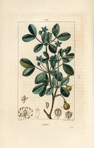 Gaiac veya kutsal ağaç, yaşam ağacı - Guaiacum, Guajacum officinale. Chaumeton, Poiret ve Chamberet