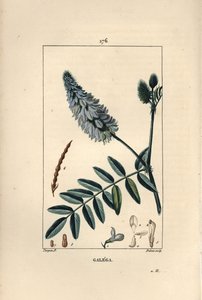 Galega - Keçi rue, Galega officinalis, çiçek, yaprak ve tohum ile. Chaumeton, Poiret ve Chamberet