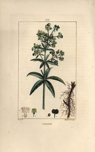 Garance des boyacılar - Madder, Rubia tinctorum, kök, çiçek, yaprak ve tohum ile. Chaumeton, Poiret ve Chamberet