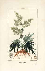 Bahçe raventi - Ravent, Rheum rhabarbarum (Rheum palmatum), çiçek, sap, yaprak, tohum ve kök ile. Chaumeton, Poiret ve Chamberet