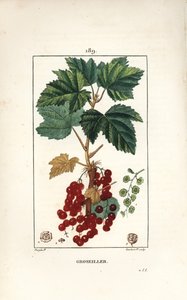 Gooseillier bir demet - Frenk üzümü, Ribes rubrum, yaprak, sap, meyve ve çiçek ile. Chaumeton, Poiret ve Chamberet