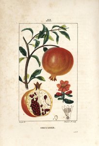 Grenadier - Nar ağacı, Punica granatum, yaprak, çiçek, meyve ve meyve gösteren tohumlar ile bölüm. Chaumeton, Poiret ve Chamberet