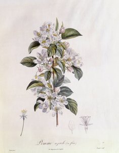 Alıç (Crataegus azarolus) çiçek Henry Louis Duhamel du Monceau, Pierre Jean Francois Turpin tarafından botanik plaka by Pierre Jean Francois Turpin