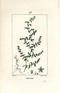 Fıtık tüysüz veya turquette - Yırtılma şırası, Herniaria glabra. Chaumeton, Poiret ve Chamberet