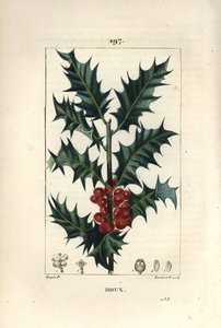 Holly - Holly, Ilex aqualifolium, dikenli yaprakları ve kırmızı meyveleri ile. Chaumeton, Poiret ve Chamberet