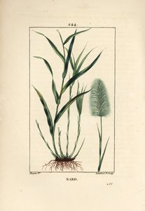 Hint nard, gösterir, spicanard - Spikenard, Andropogon nardus, yaprak, kök ve çiçek ile. Chaumeton, Poiret ve Chamberet